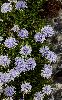 <em>Globularia cordifolia</em>